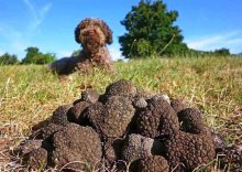 os cães descobrem rapidamente onde a trufa cresce