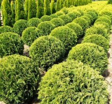 Globo de ouro Thuja occidentalis no berçário