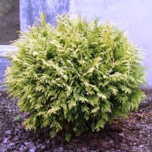 plantando thuja