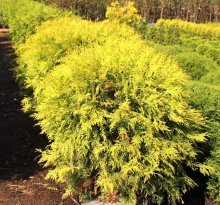 globo de ouro de thuja ocidental 