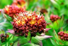 Rhodiola rosea