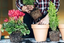 como replantar plantas de interior corretamente