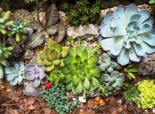 Sedum reflexum, variedades