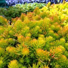 sedum reflexo