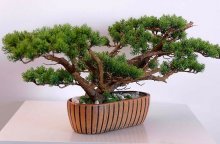 cultive bonsai de thuja com suas próprias mãos