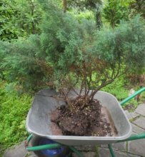 transplante de thuja