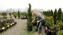 Bonsai Thuja no jardim