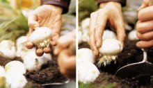 plantando bulbos de allium