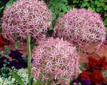 cebola allium