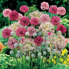 allium em design de jardim