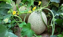 cultivo de melão Altai em terreno aberto