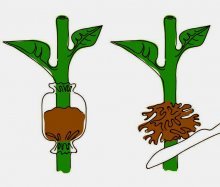 propagação de plantas por alporquia