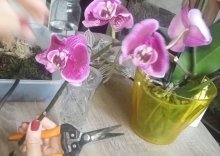 propagação de orquídeas enraizando pedúnculo