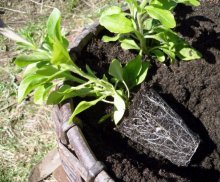 replantando petúnia no chão