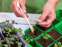 plantando repolho