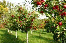 vegetação de árvores de jardim