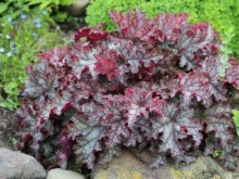 Variedades de Heuchera