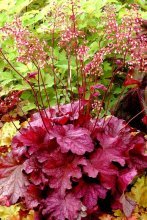 crescendo heuchera em terreno aberto