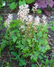 Heuchera é uma planta linda