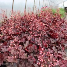 flor de heuchera