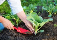 plantando repolho no chão