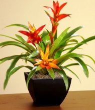 Pote de Guzmania