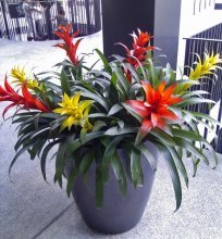 Guzmania em paisagismo