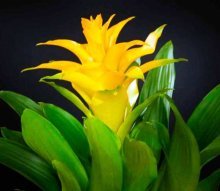 guzmania florescendo