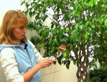 Cuidando da ficus benjamina