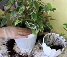 Transplante de ficus