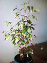 Folhas de ficus caindo