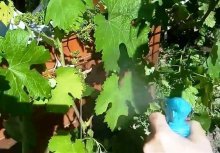 Tratamento de uvas contra pragas