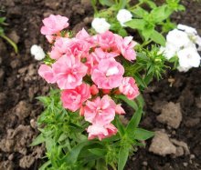 Cultivo e cuidado de Phlox Drummond