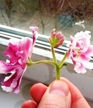 Pedúnculo violeta, métodos de propagação violeta