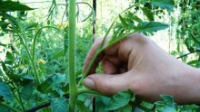 Cultivo de tomates