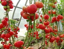 Orgulho do Tomate da Sibéria, descrição e características