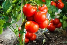 Orgulho do Tomate da Sibéria, rendimento da variedade