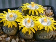 Lithops de sementes