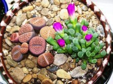 Lithops de sementes