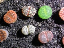 Lithops de sementes, cuidado