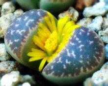 Lithops de sementes