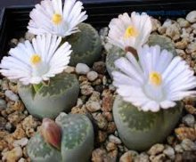 Como os Lithops florescem?