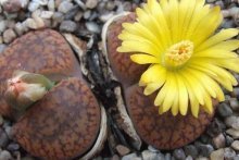 Lithops, descrições de plantas