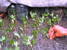 Propagação de dogwood eleganteissima por estacas