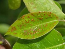 Sintomas de infestação por carrapatos