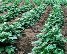 Prevenção de fusarium de batata