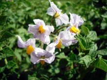 Regar batatas durante o período de floração