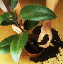 Transplante de Ficus, que solo usar