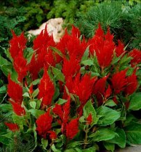 Celosia