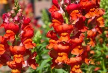 Snapdragon